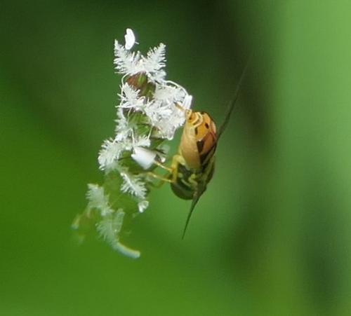 Toxomerus floralis